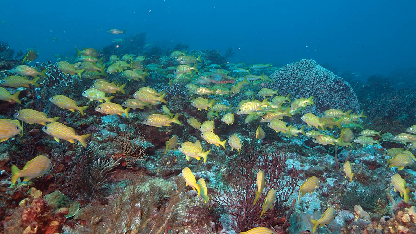Grunts on Divers Dream Reef