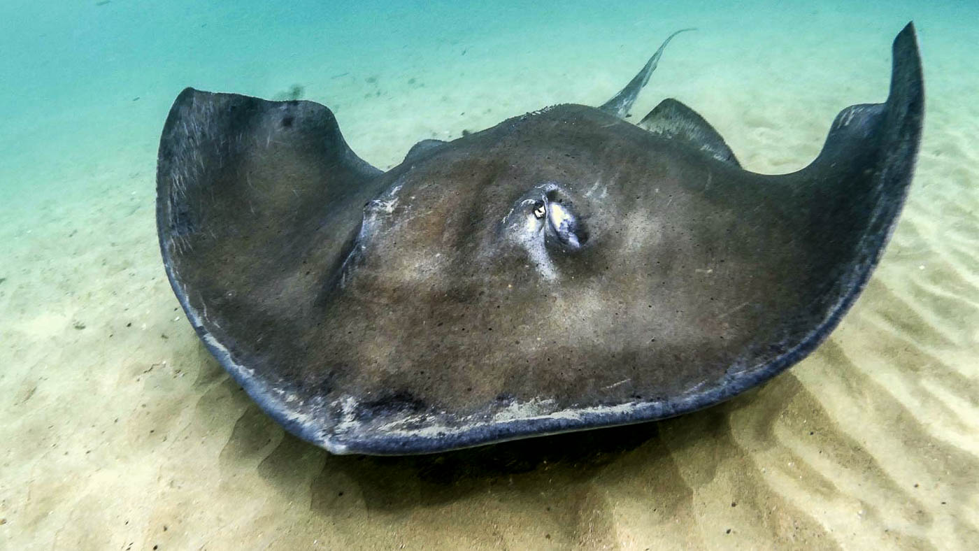 Southern Stingray on reef